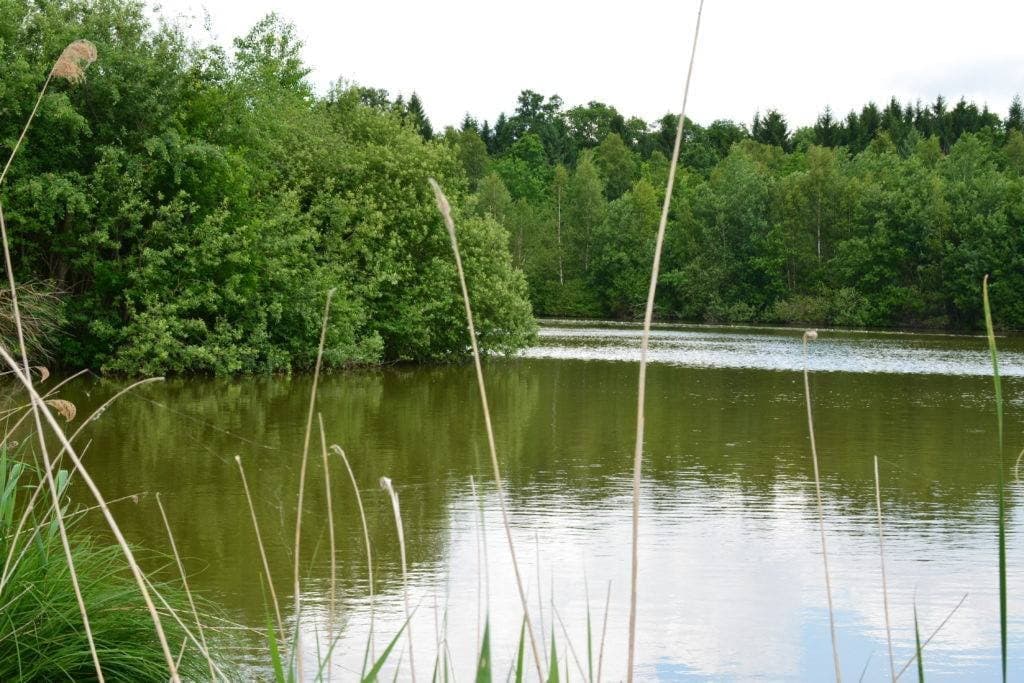 Étang du Colombier-Virval – pêche de la carpe de nuit (Pas-de-Calais)